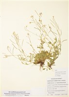 藏品(玉山筷子芥)的圖片